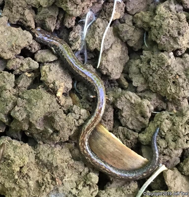 Black-bellied Slender Salamander (Batrachoseps nigriventris)