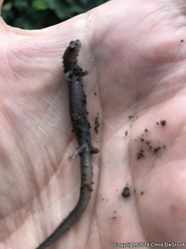 Garden Slender Salamander (Batrachoseps major)