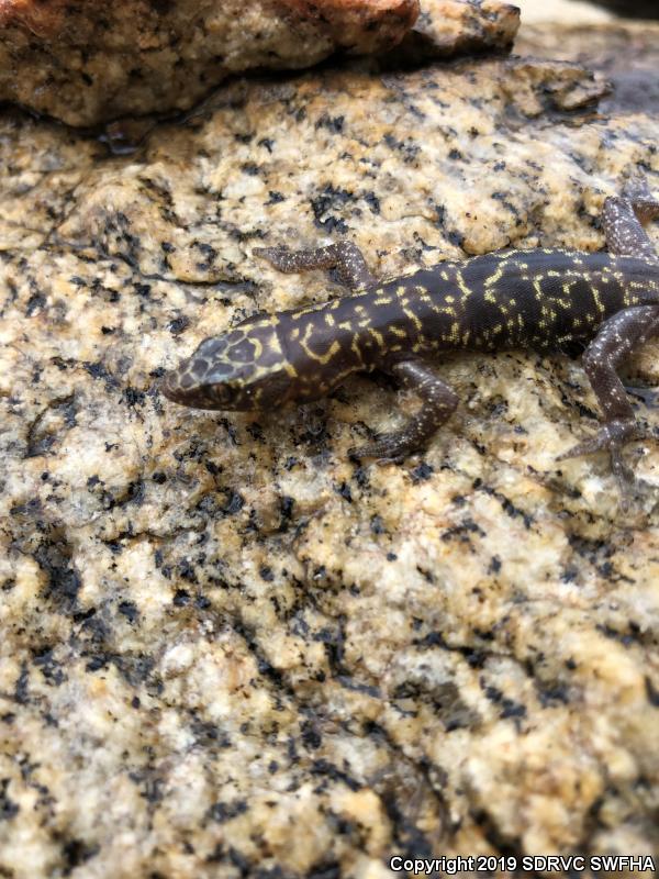 Granite Night Lizard (Xantusia henshawi)