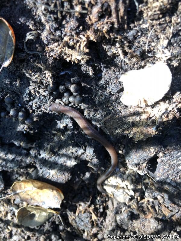 Garden Slender Salamander (Batrachoseps major major)