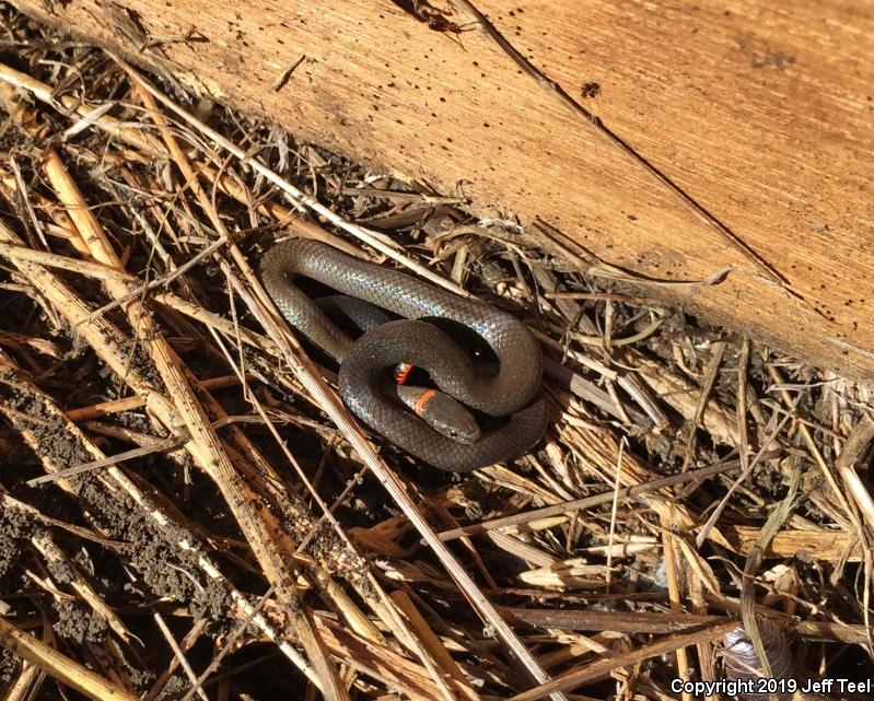 Ring-necked Snake (Diadophis punctatus)