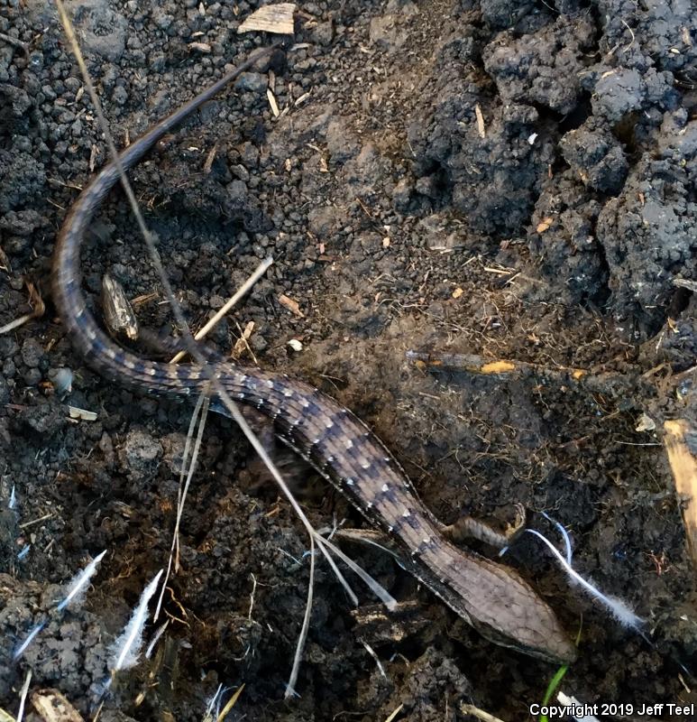 San Diego Alligator Lizard (Elgaria multicarinata webbii)