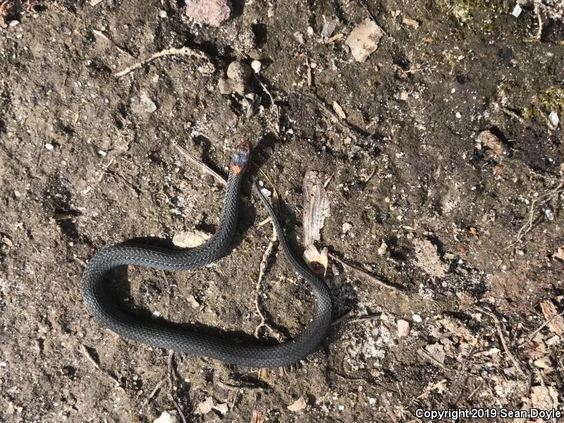 Northern Red-bellied Snake (Storeria occipitomaculata occipitomaculata)