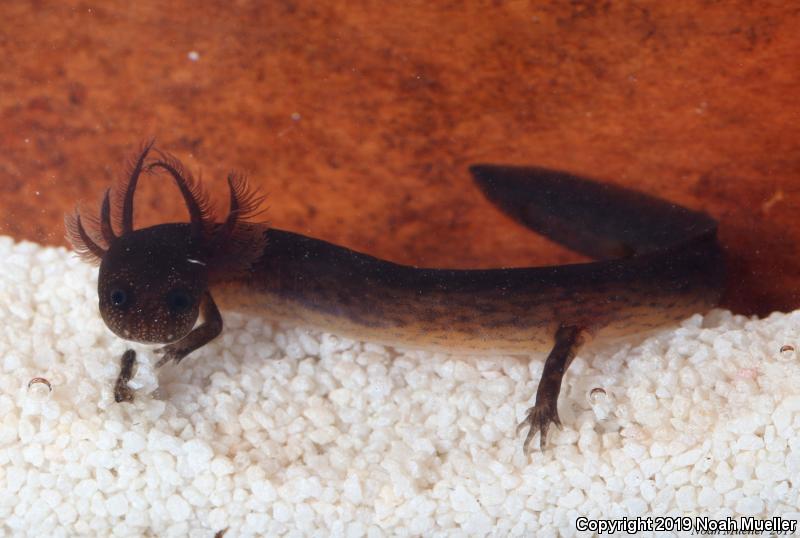 Rusty Mud Salamander (Pseudotriton montanus floridanus)