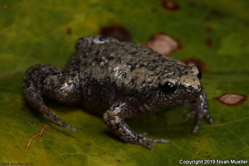 Eastern Narrow-mouthed Toad (Gastrophryne carolinensis)