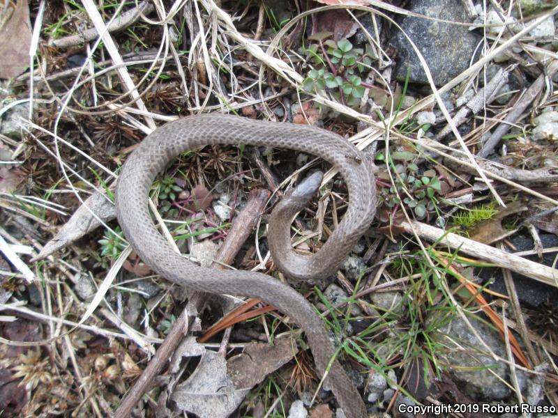 Smooth Earthsnake (Virginia valeriae)