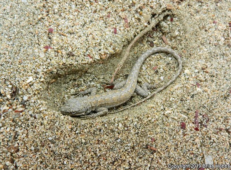 Western Long-tailed Brush Lizard (Urosaurus graciosus graciosus)