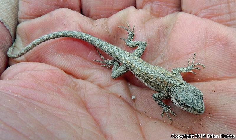 Western Long-tailed Brush Lizard (Urosaurus graciosus graciosus)