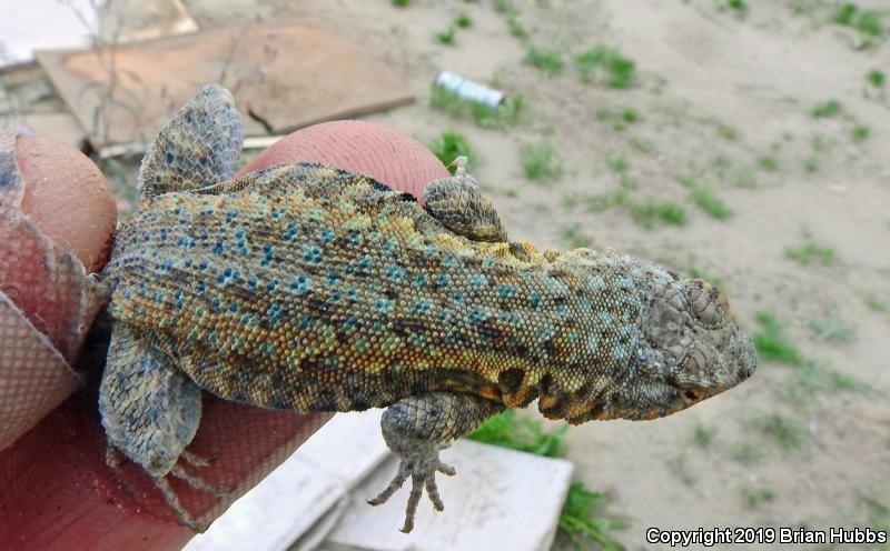 Common Side-blotched Lizard (Uta stansburiana)