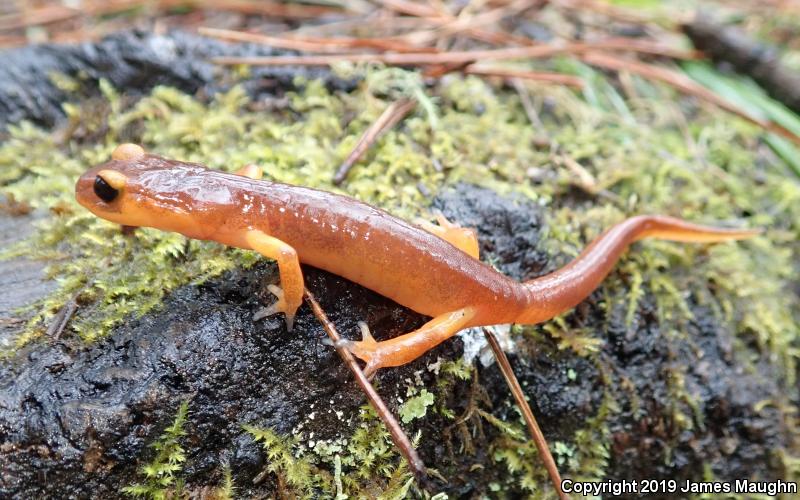 Monterey Ensatina (Ensatina eschscholtzii eschscholtzii)