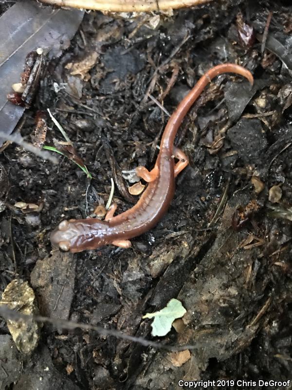 Monterey Ensatina (Ensatina eschscholtzii eschscholtzii)