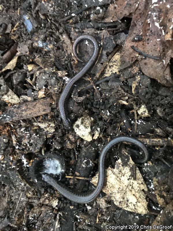 Black-bellied Slender Salamander (Batrachoseps nigriventris)