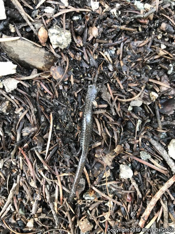 San Gabriel Mountains Slender Salamander (Batrachoseps gabrieli)