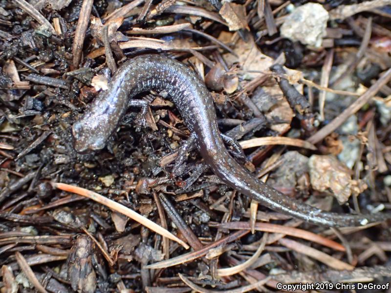 San Gabriel Mountains Slender Salamander (Batrachoseps gabrieli)