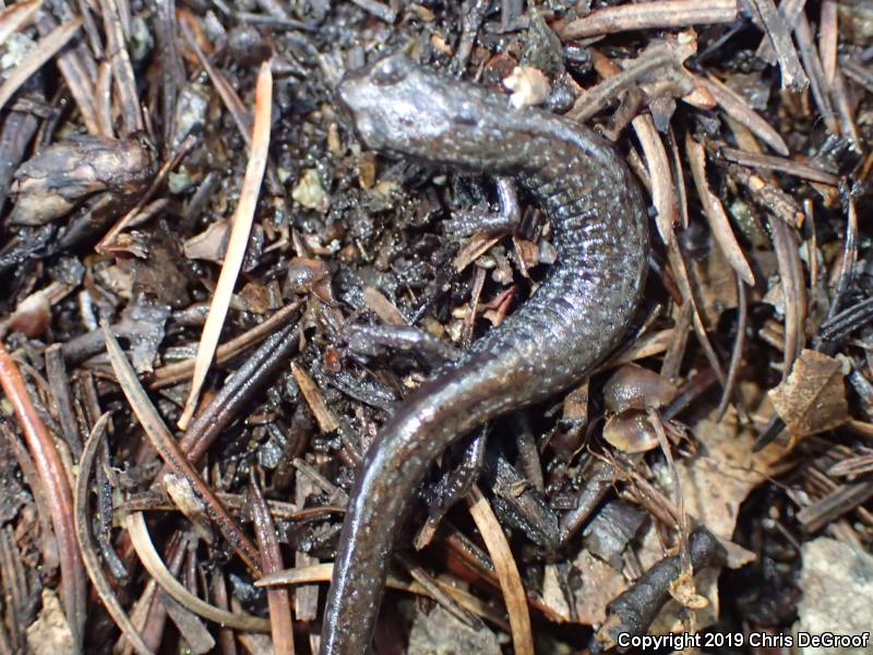 San Gabriel Mountains Slender Salamander (Batrachoseps gabrieli)