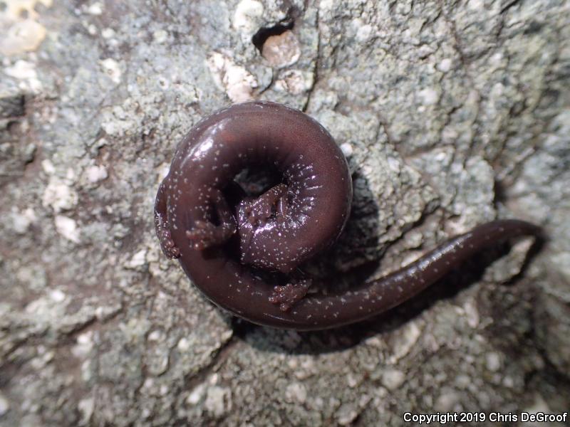 San Gabriel Mountains Slender Salamander (Batrachoseps gabrieli)