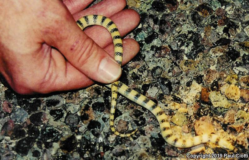 Variable Groundsnake (Sonora semiannulata semiannulata)