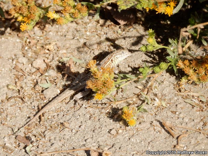 Western Side-blotched Lizard (Uta stansburiana elegans)