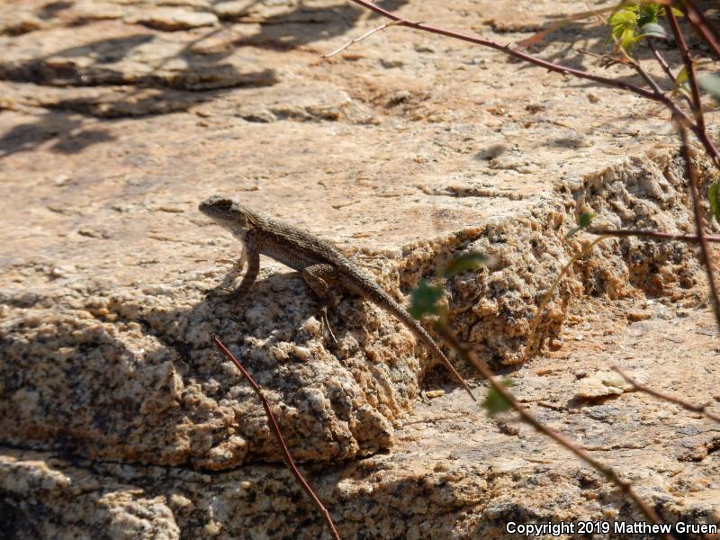 Great Basin Fence Lizard (Sceloporus occidentalis longipes)