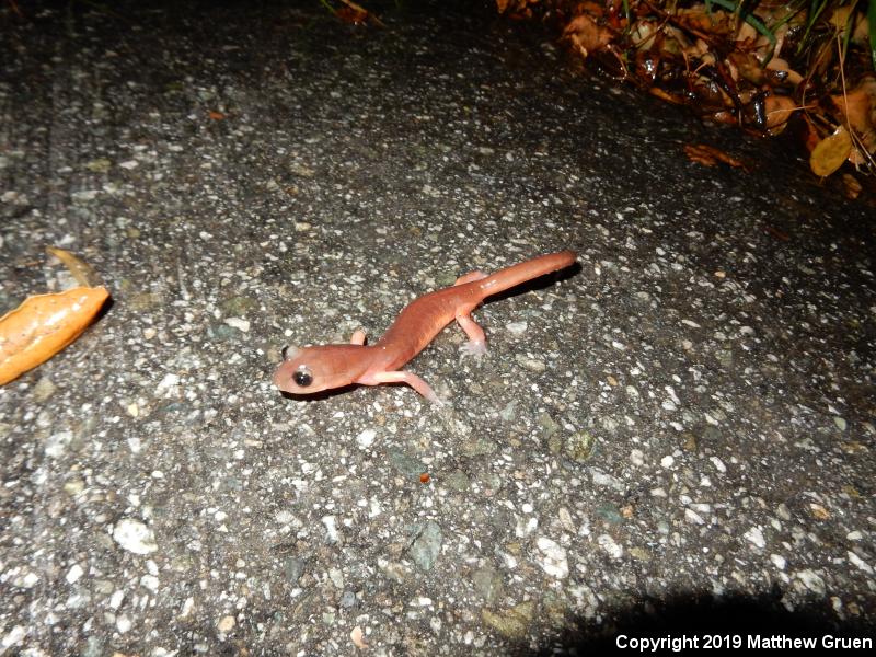 Monterey Ensatina (Ensatina eschscholtzii eschscholtzii)