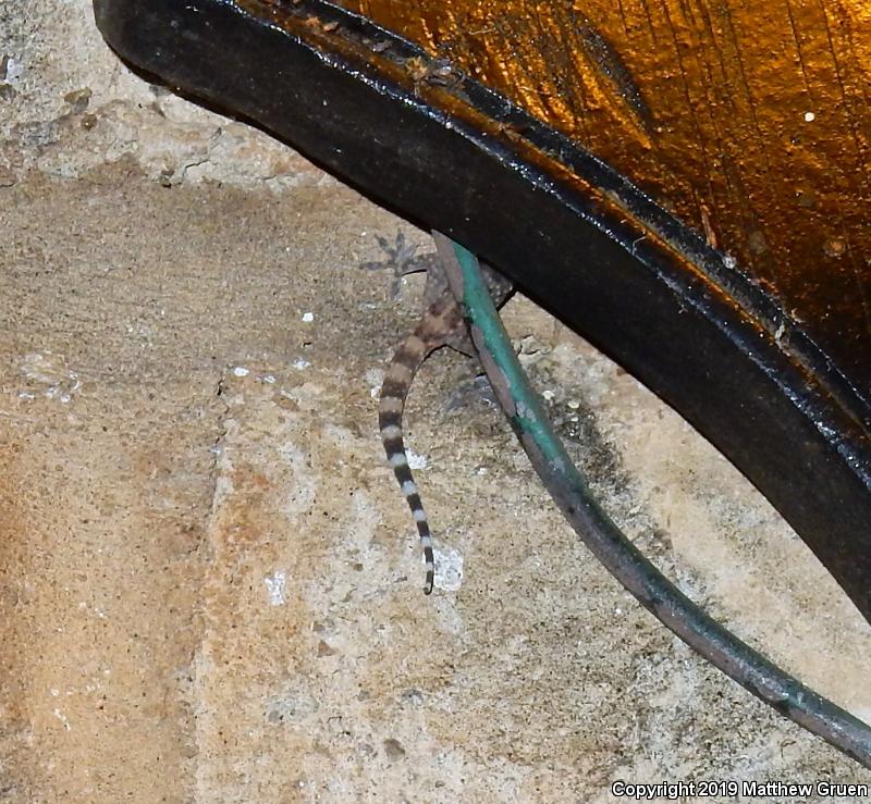 Turkish House Gecko (Hemidactylus turcicus turcicus)