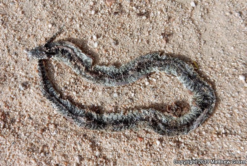 Desert Kingsnake (Lampropeltis getula splendida)