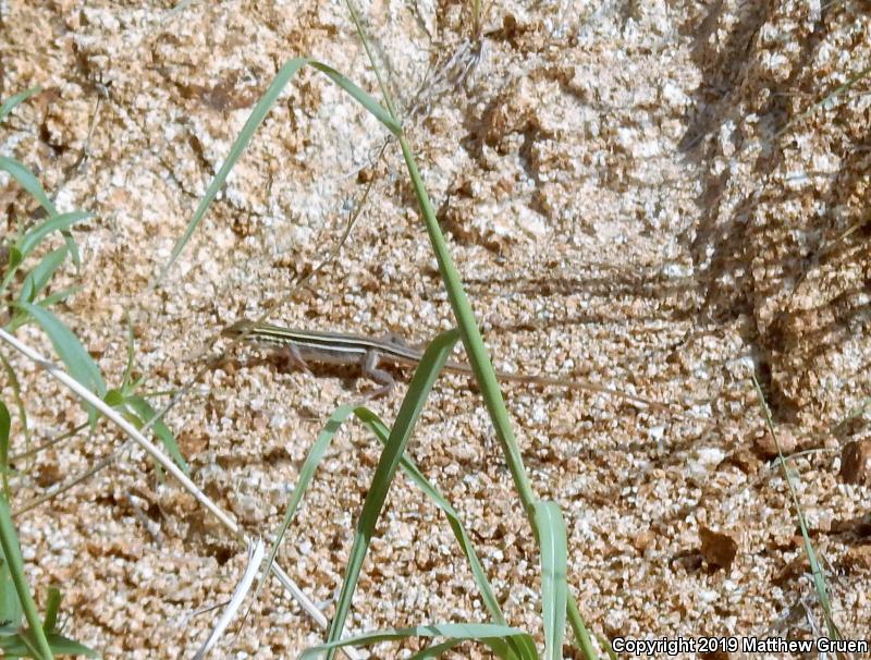 Desert Grassland Whiptail (Aspidoscelis uniparens)