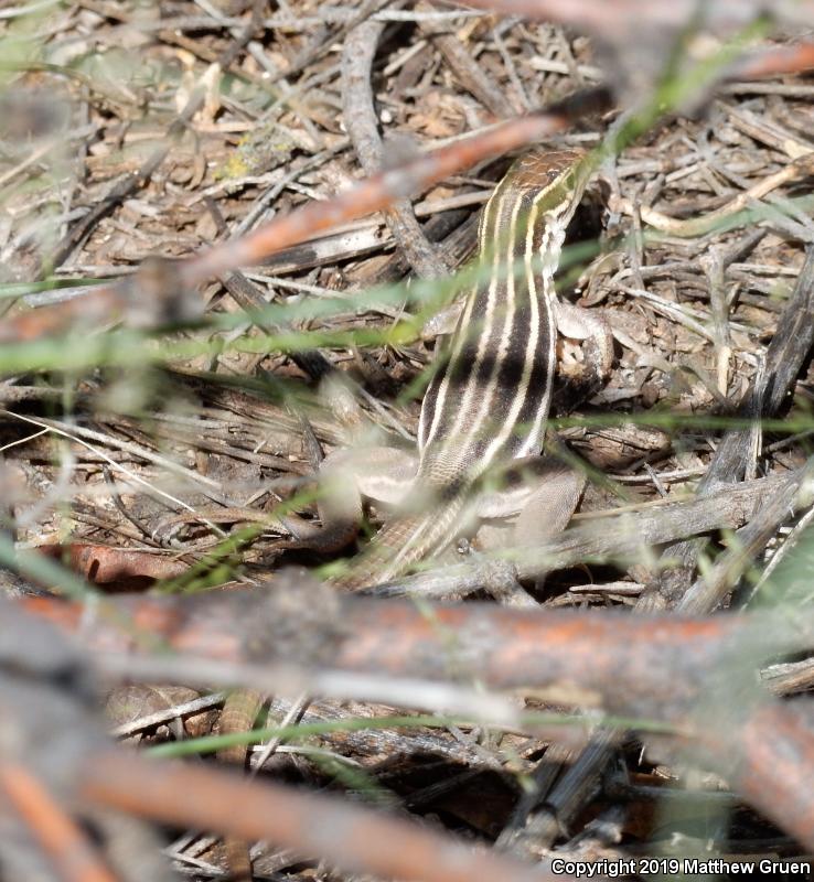 Sonoran Spotted Whiptail (Aspidoscelis sonorae)