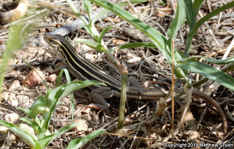 Sonoran Spotted Whiptail (Aspidoscelis sonorae)