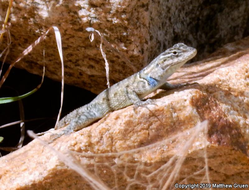 Yarrow's Lizard (Sceloporus jarrovii)