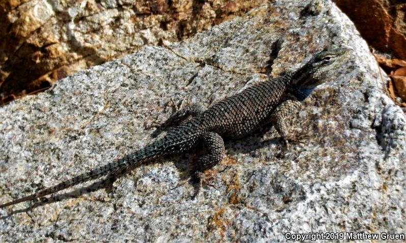 Yarrow's Lizard (Sceloporus jarrovii)