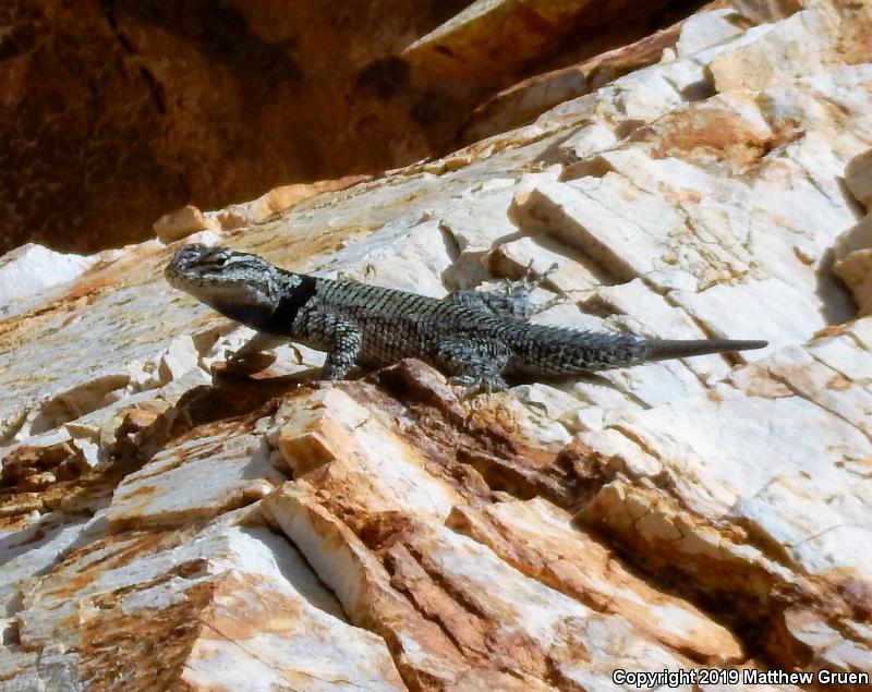 Yarrow's Lizard (Sceloporus jarrovii)