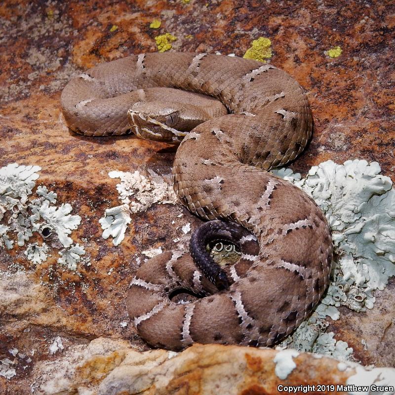 Arizona Ridge-nosed Rattlesnake (Crotalus willardi willardi)