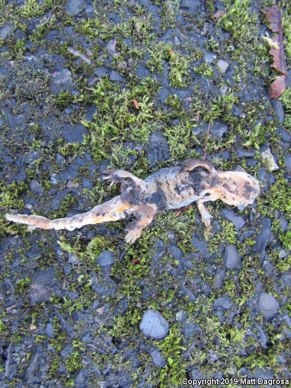 Rough-skinned Newt (Taricha granulosa)