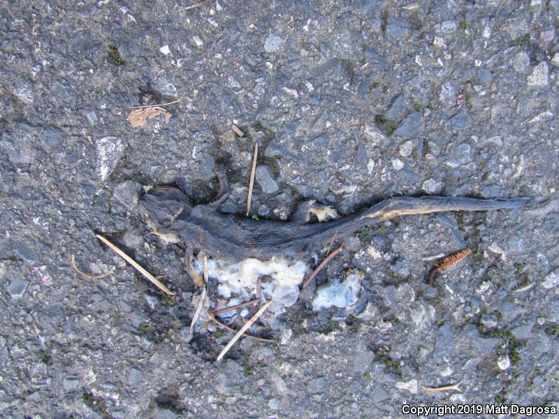 Rough-skinned Newt (Taricha granulosa)