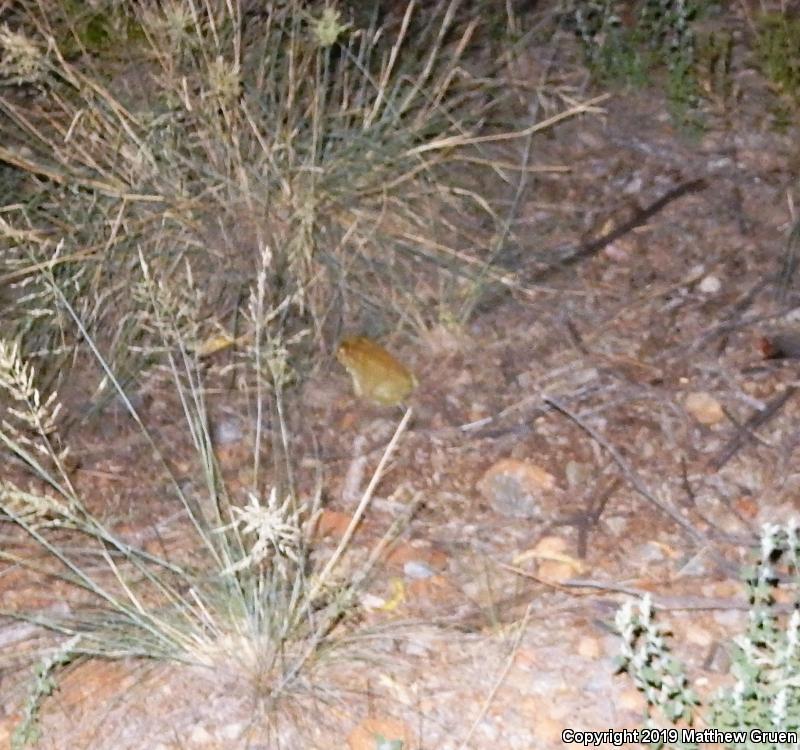 Sonoran Desert Toad (Ollotis alvaria)