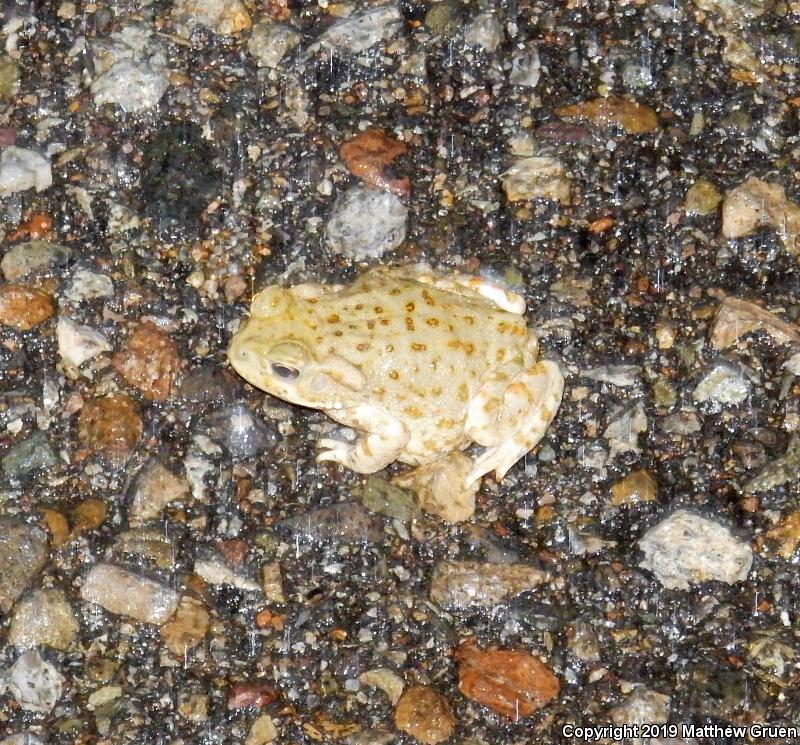 Sonoran Desert Toad (Ollotis alvaria)