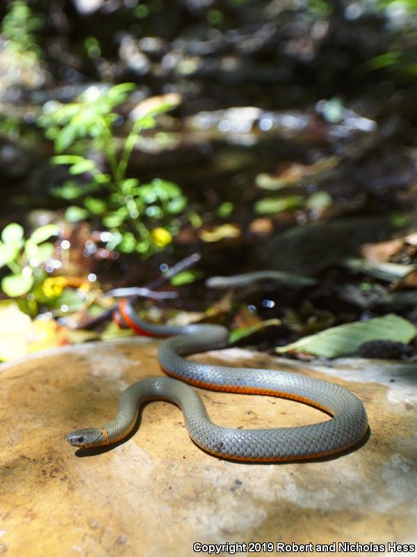 San Bernardino Ring-necked Snake (Diadophis punctatus modestus)