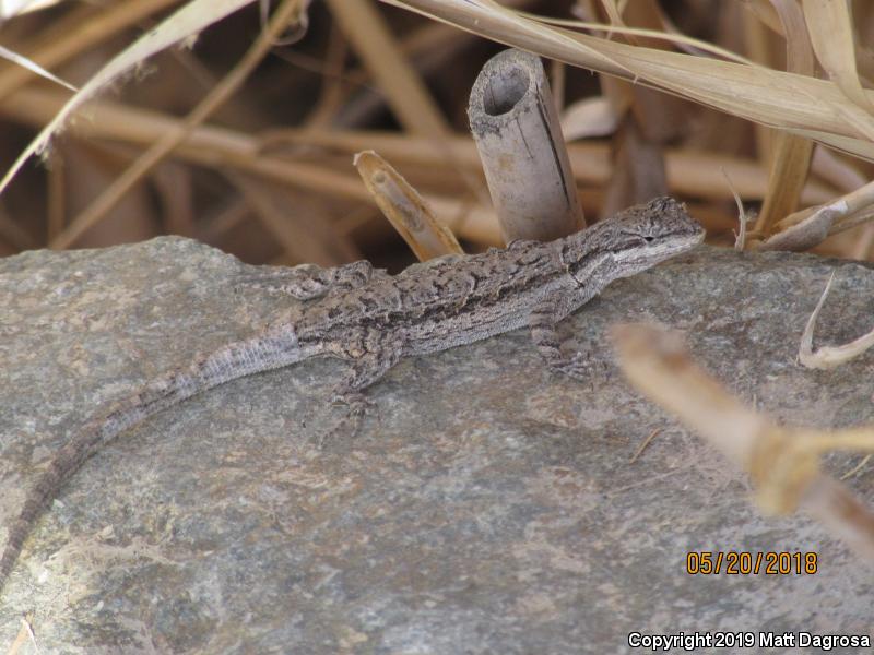 Colorado River Tree Lizard (Urosaurus ornatus symmetricus)