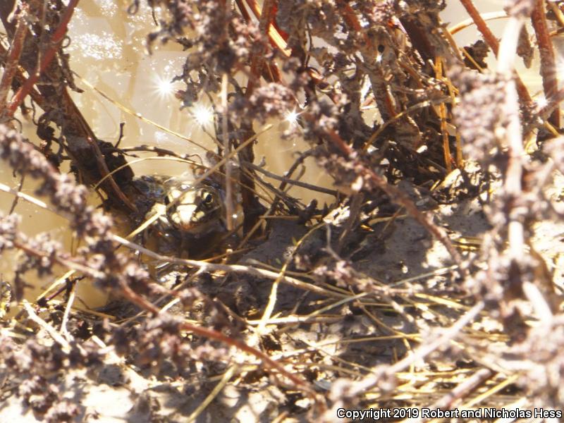 Rio Grande Leopard Frog (Lithobates berlandieri)