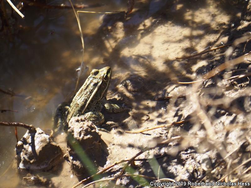 Rio Grande Leopard Frog (Lithobates berlandieri)