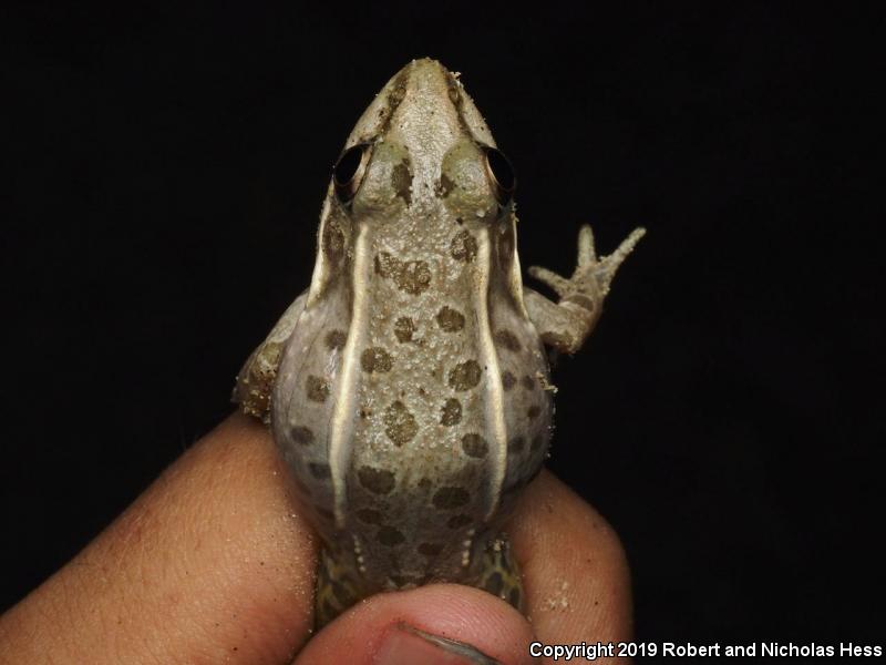 Rio Grande Leopard Frog (Lithobates berlandieri)