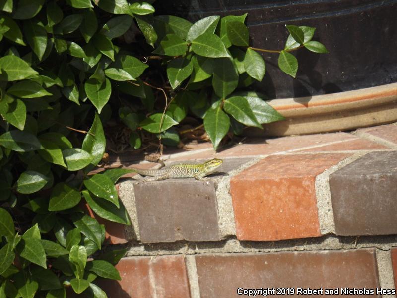 Italian Wall Lizard (Podarcis sicula)