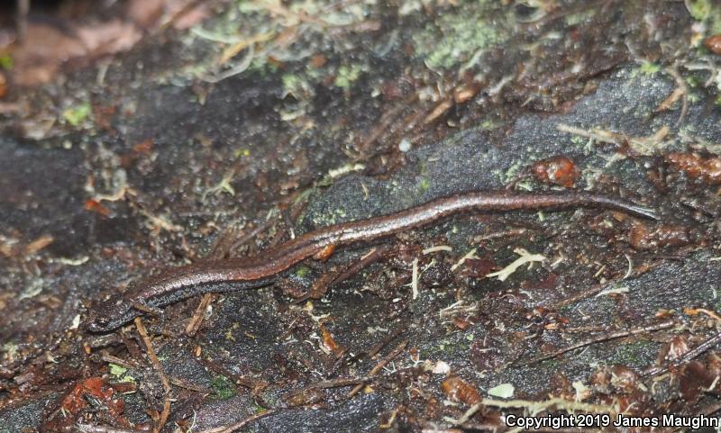 Santa Lucia Mountains Slender Salamander (Batrachoseps luciae)