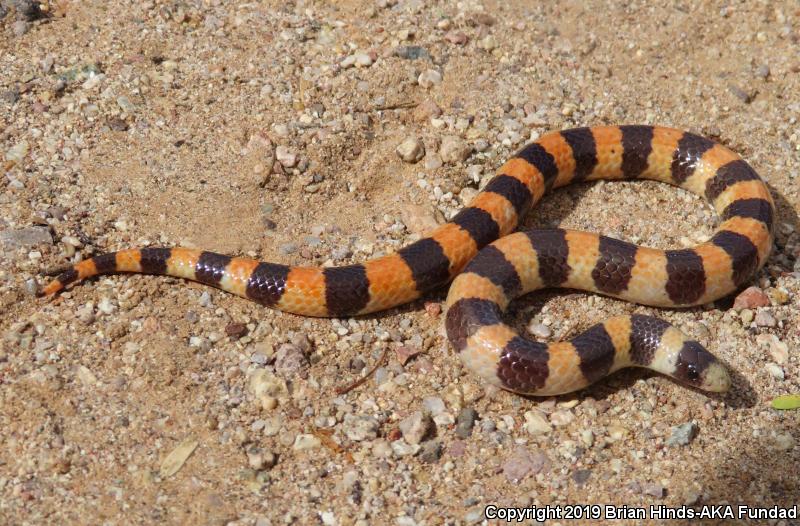 Variable Sandsnake (Chilomeniscus stramineus)