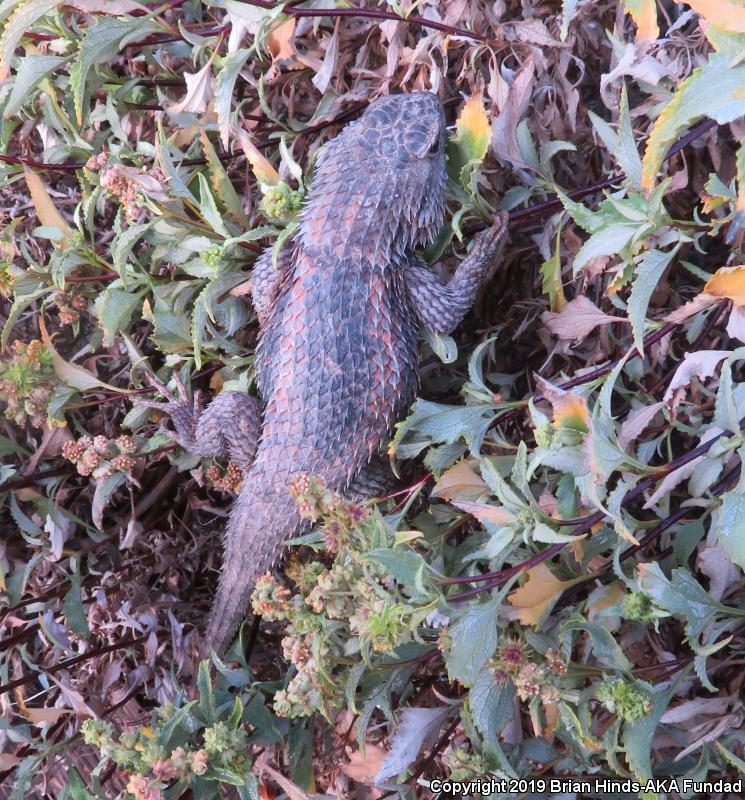 Desert Spiny Lizard (Sceloporus magister)