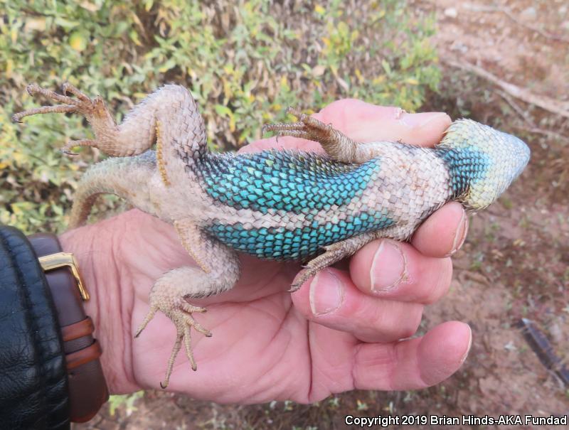 Desert Spiny Lizard (Sceloporus magister)