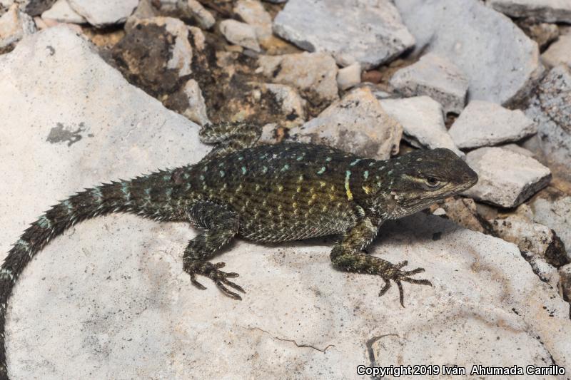 Ornate Spiny Lizard (Sceloporus ornatus)