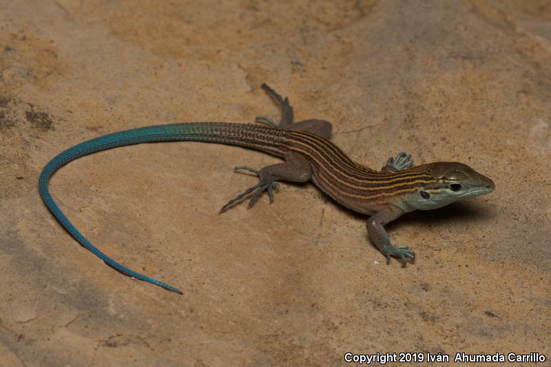 Little Striped Whiptail (Aspidoscelis inornata)