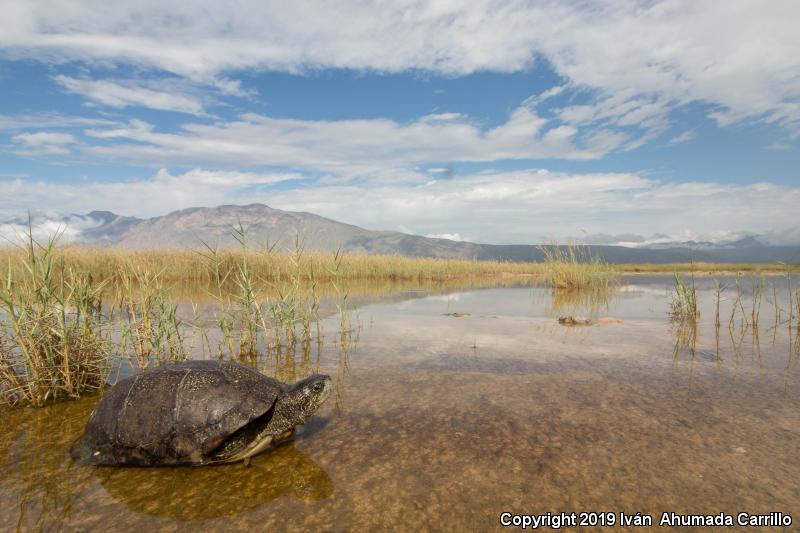 Coahuilan Box Turtle (Terrapene coahuila)